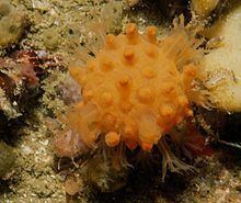 Sun-burst soft coral httpsuploadwikimediaorgwikipediacommonsthu