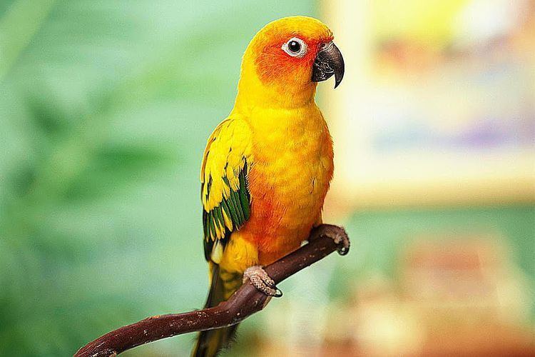 Sun parakeet Sun Conures as Pets Species Profile