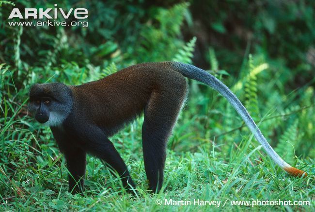 Sun-tailed monkey Suntailed monkey videos photos and facts Cercopithecus solatus