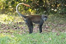 Sun-tailed monkey httpsuploadwikimediaorgwikipediacommonsthu