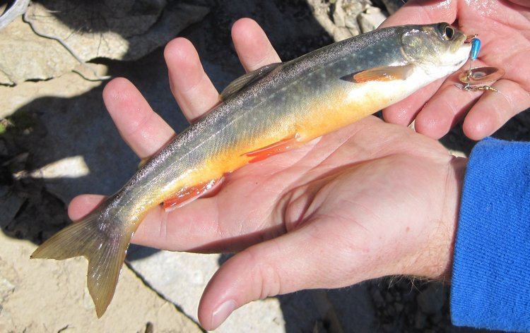 Sunapee trout blueback trout Sunapee trout Salvelinus alpinus oquassa