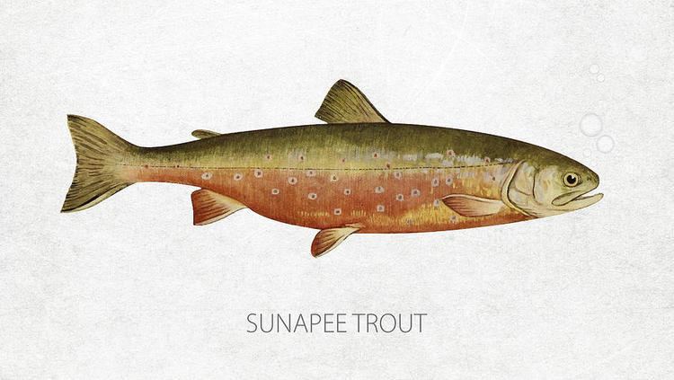 Sunapee trout Sunapee Trout Drawing by Aged Pixel