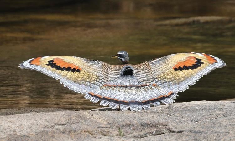 Sunbittern Sunbittern Eurypyga helias videos photos and sound recordings