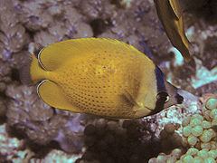 Sunburst butterflyfish httpsuploadwikimediaorgwikipediacommonsthu