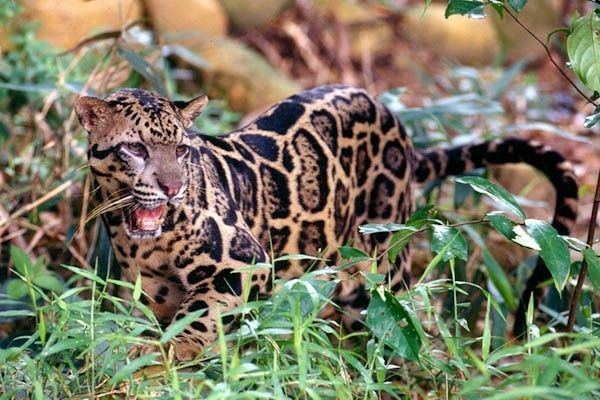 Sunda clouded leopard Sunda clouded leopard Neofelis diardi found in Borneo amp Sumatra