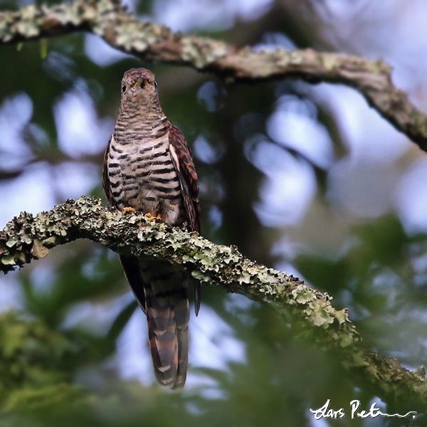 Sunda cuckoo Sunda Cuckoo Western Java Bird images from foreign trips My