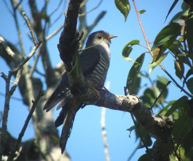 Sunda cuckoo Sunda Cuckoo Cuculus lepidus videos photos and sound recordings