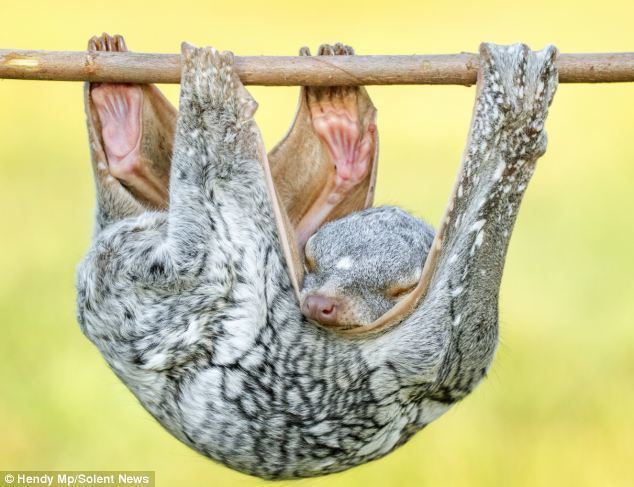 Sunda flying lemur Sleepy flying lemur uses its own body as a makeshift hammock Daily