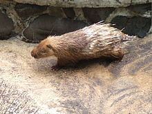 Sunda porcupine httpsuploadwikimediaorgwikipediacommonsthu