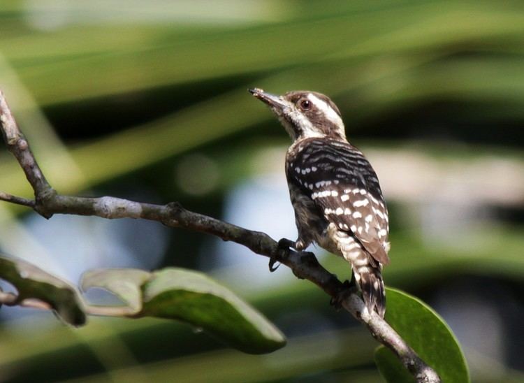 Sunda pygmy woodpecker SOUTH EAST ASIA BIRDS Malaysia birds paradise Sunda Pygmy