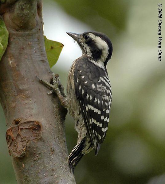 Sunda pygmy woodpecker Oriental Bird Club Image Database Sunda Pygmy Woodpecker