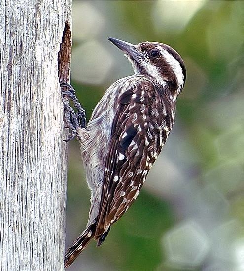 Sunda pygmy woodpecker orientalbirdimagesorgimagesdatasundapygmywoo