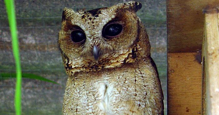 Sunda scops owl Sunda Scops Owl Otus lempiji Information Pictures The Owl Pages
