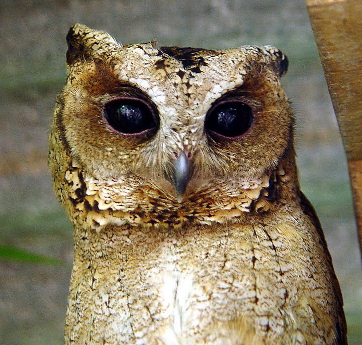 Sunda scops owl Sunda Scops Owl Otus lempiji Information Pictures The Owl Pages