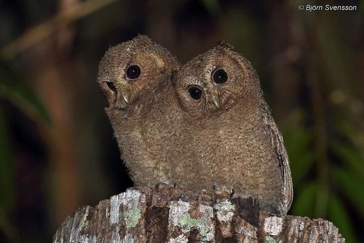 Sunda scops owl Sunda Scopsowl Otus lempiji videos photos and sound recordings