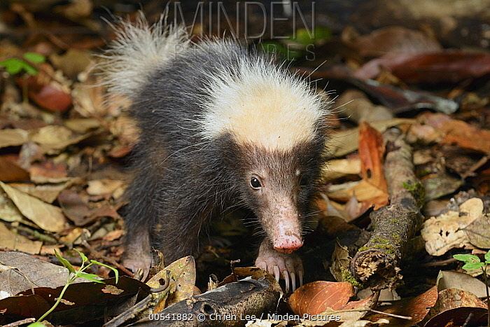 Sunda stink badger Minden Pictures stock photos Sunda Stink Badger Mydaus javanensis