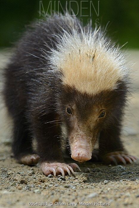 Sunda stink badger Minden Pictures stock photos Sunda Stink Badger Mydaus javanensis