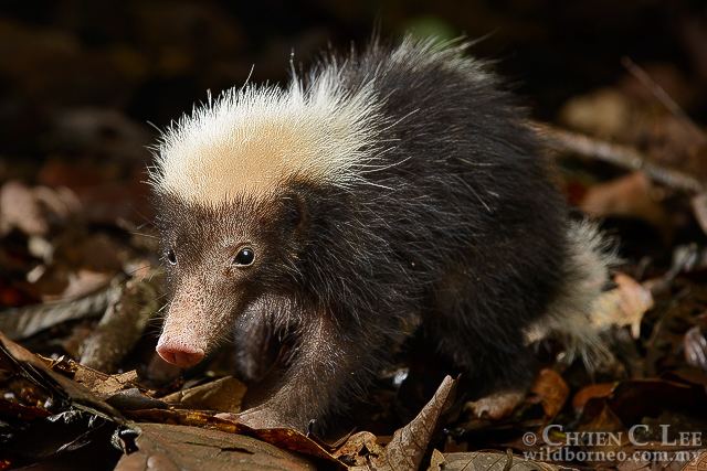 Sunda stink badger Stink Badgers are two species of nocturnal mammal from the Malay