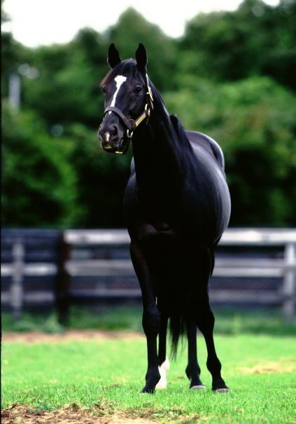Sunday Silence 1000 images about Sunday Silence on Pinterest Halo In august and