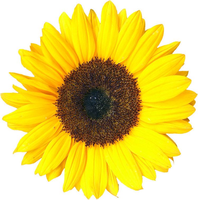 Sunflower (mathematics)
