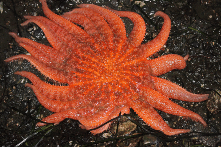 Sunflower seastar Sunflower Seastars Alaska Floats My Boat