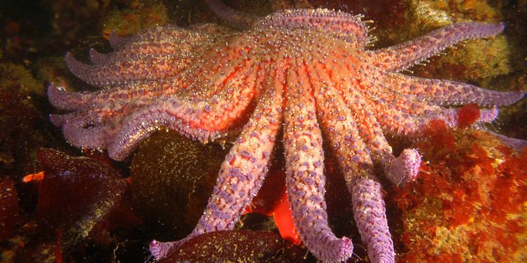 Sunflower seastar 17 images about Star Fish on Pinterest Tide pools The sunflower