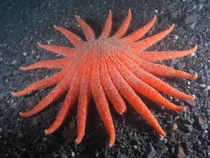 Sunflower seastar Riverview Science Pycnopodia helianthoides