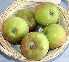 Suntan (apple) httpsuploadwikimediaorgwikipediacommonsthu