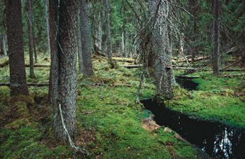 Suomen Luonto Suomen Luonto Taistelu eteln vanhoista metsist kiihtyy