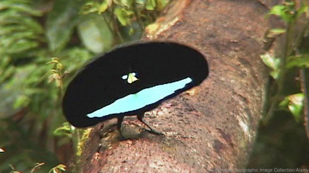 Superb bird-of-paradise ichefbbcicoukwwfeatureswmlive624351images
