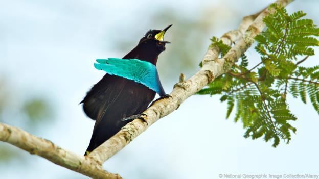 Superb bird-of-paradise BBC Earth The ten sexiest male birds