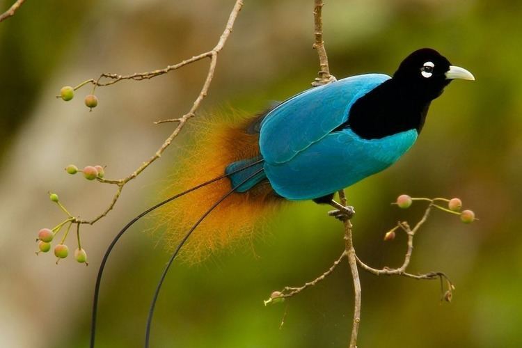 Superb bird-of-paradise Watch The Superb BirdofParadise39s Courtship Dance Amusing Planet