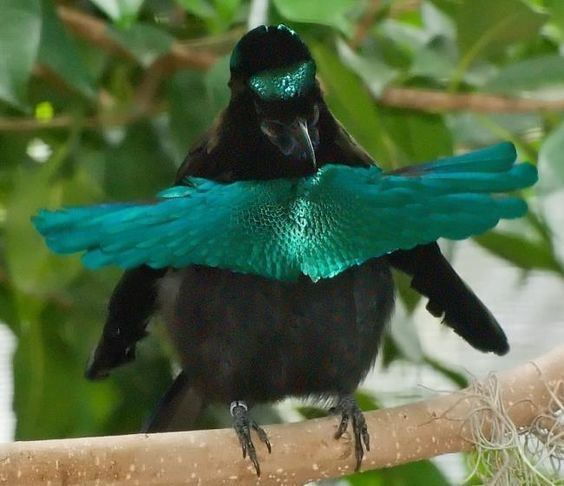 Superb bird-of-paradise Superb BirdofParadise male Lophorina superba is a species of