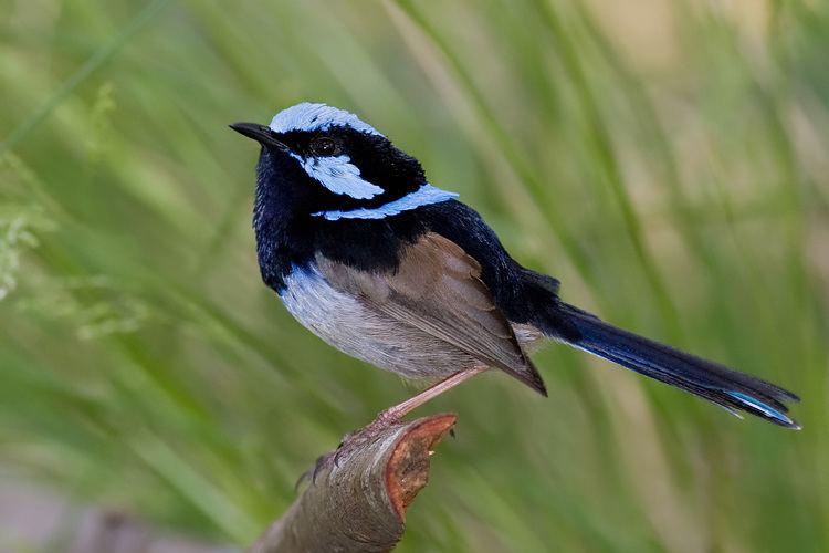 Superb fairywren FileMale superb fairy wrenjpg Wikimedia Commons