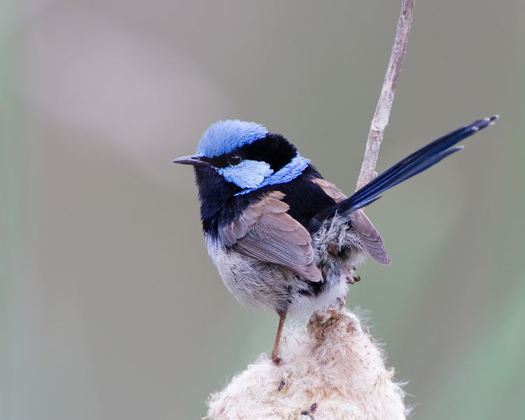 Superb fairywren Superb fairywren Wikipedia