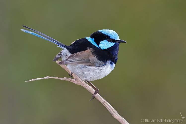 Superb fairywren Fairywren