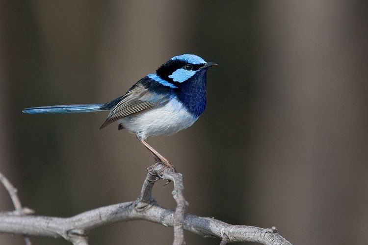 Superb fairywren 5 interesting Facts About Superb FairyWrens Hayden39s Animal Facts