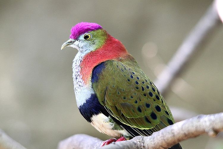 Superb fruit dove Superb Fruitdovequot Posters by EnviroKey Redbubble