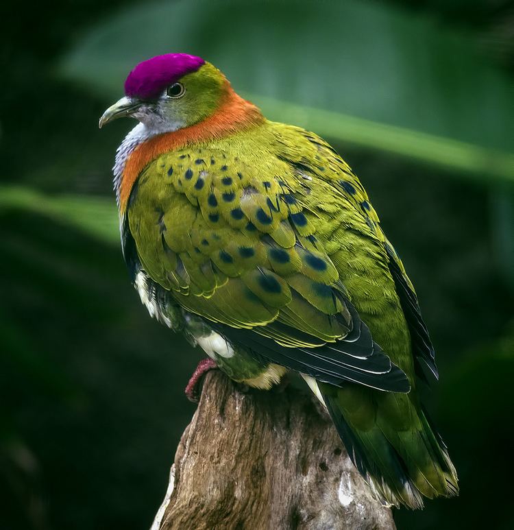 Superb fruit dove Superb Fruit Dove Photographed at Chester Zoo Steve Wilson