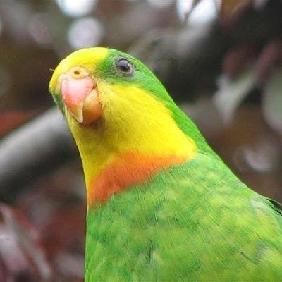Superb parrot Keeping up with the superb parrot Have your say on NSW environment