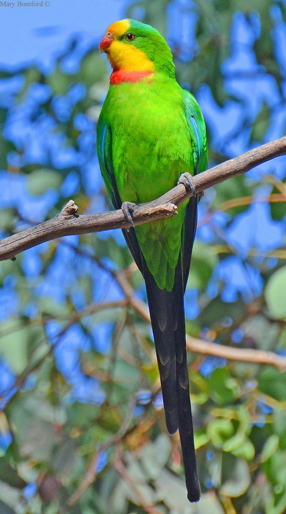 Superb parrot Superb ParrotPolytelis swainsonii found in SE Australia Birds