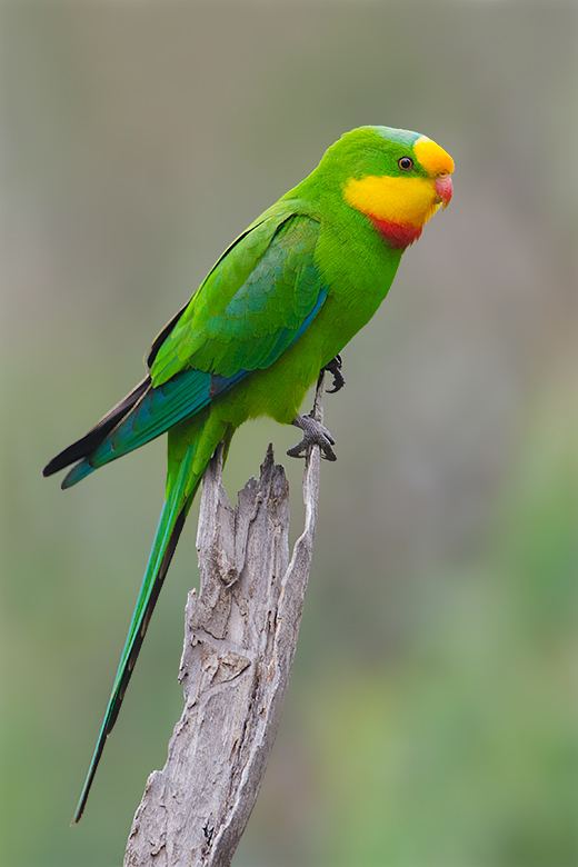Superb parrot aus bird photography Superb Parrot and others