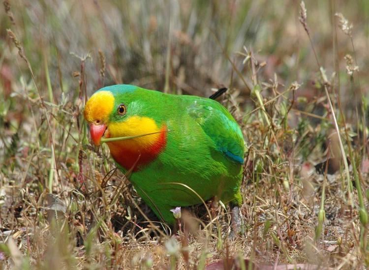 Superb parrot Superb Parrot Canberra Birds
