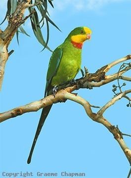Superb parrot Superb Parrot Australian Birds photographs by Graeme Chapman