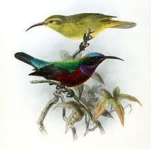 Superb sunbird httpsuploadwikimediaorgwikipediacommonsthu