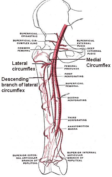 Superficial branch of medial circumflex femoral artery