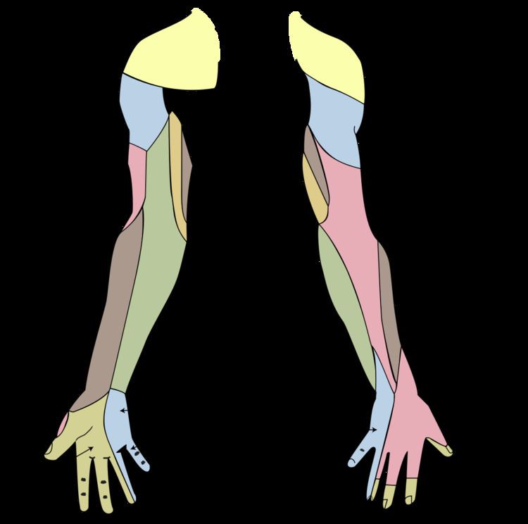 Superficial branch of radial nerve