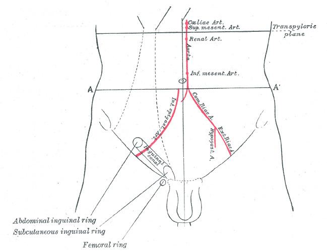 Superficial inguinal ring