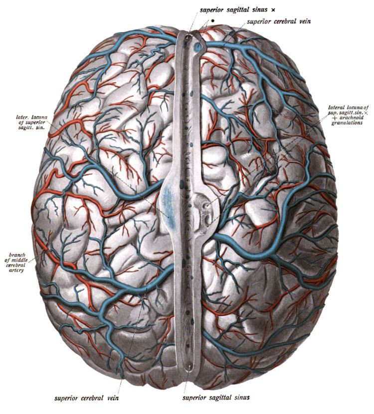 Superior cerebral veins