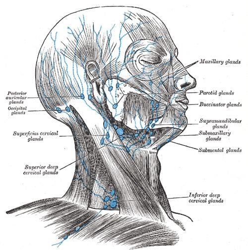 Superior deep cervical lymph nodes